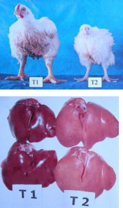 aflatoksin2